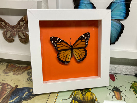 Real Framed Monarch Butterfly