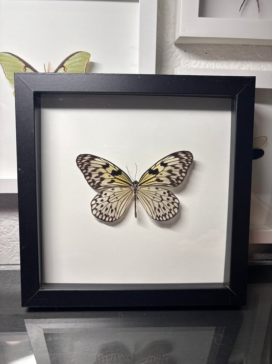 Real Idea leucone Framed Butterfly