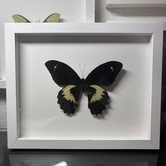 Real GIANT Black Swallowtail Butterfly