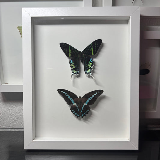 Real Framed Moth and Butterfly Combo Frame