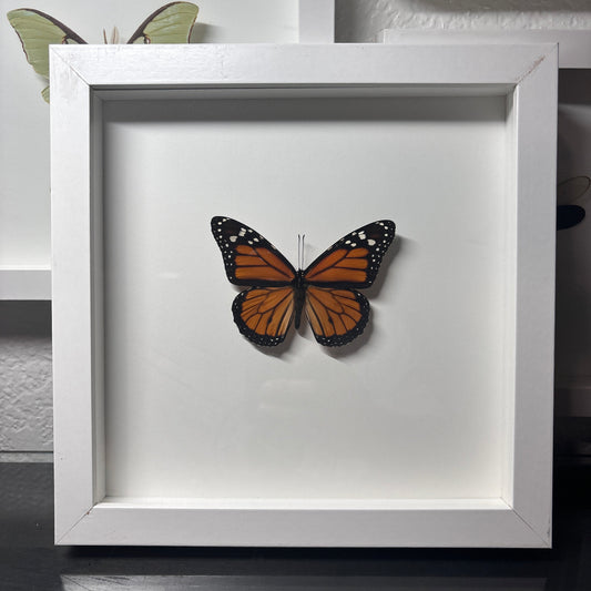 Real Framed Monarch Butterfly