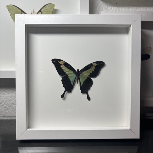 Real Framed Green Swallowtail