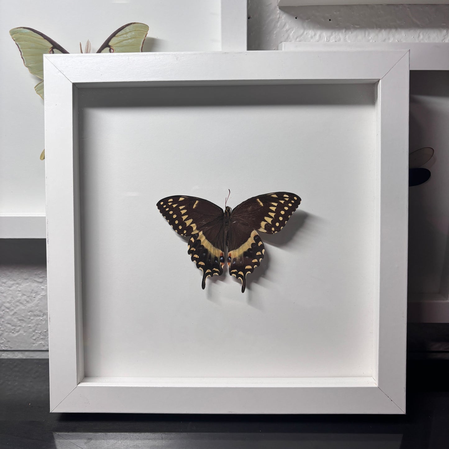 Real Framed Laurel Swallowtail Butterfly – Chula's Butterflies