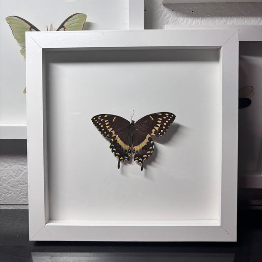Real Framed Laurel Swallowtail Butterfly