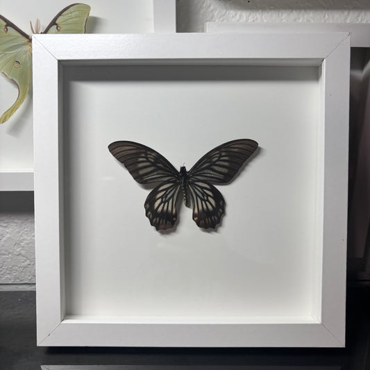 Real Framed Butterfly