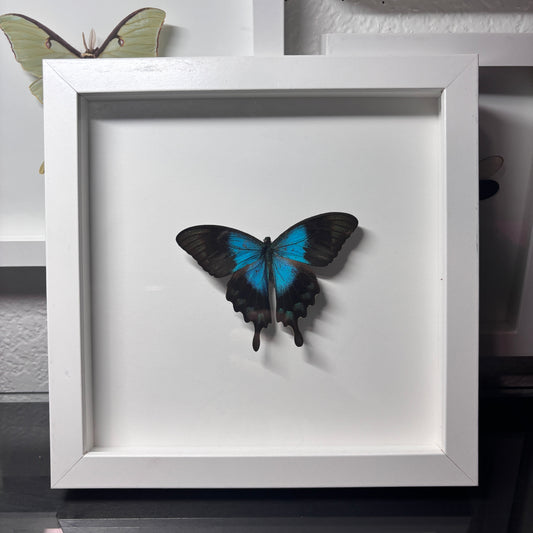Real Framed Papilio Butterfly