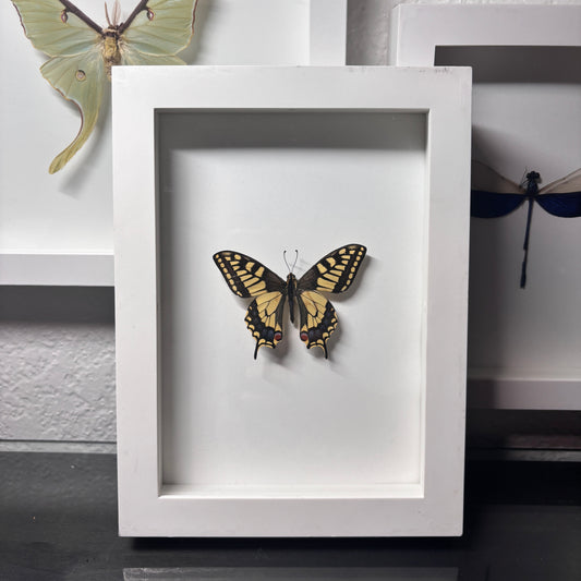 Real Framed Swallowtail Butterfly
