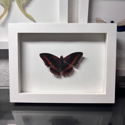 Real Framed Butterfly