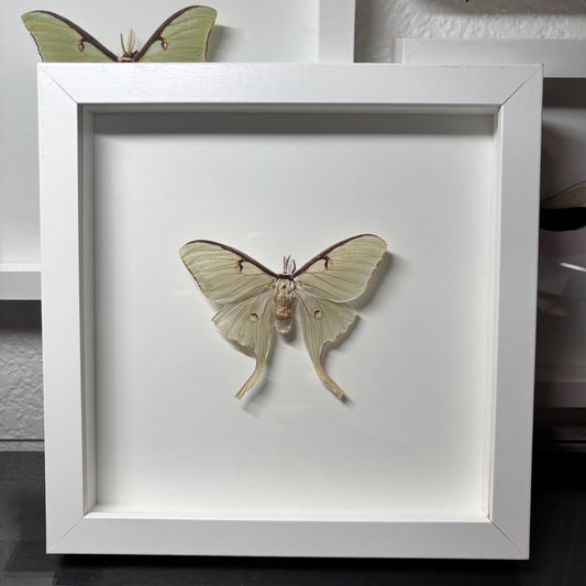 Real Framed Luna Moth