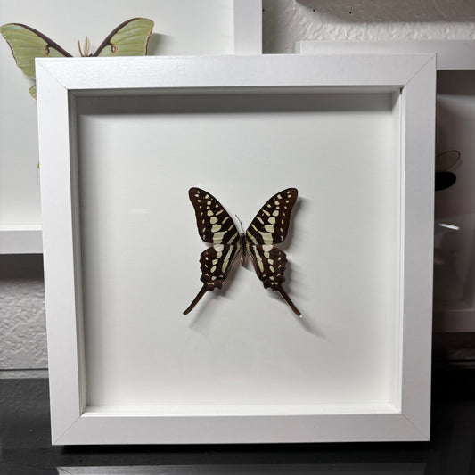 Real Framed Swordtail Butterfly