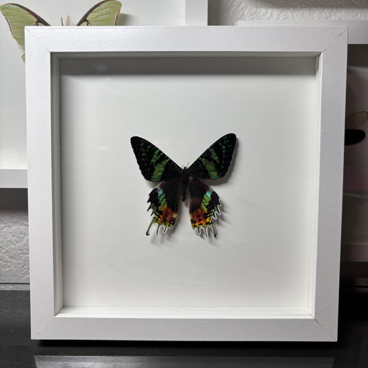 Real Framed Sunset Moth