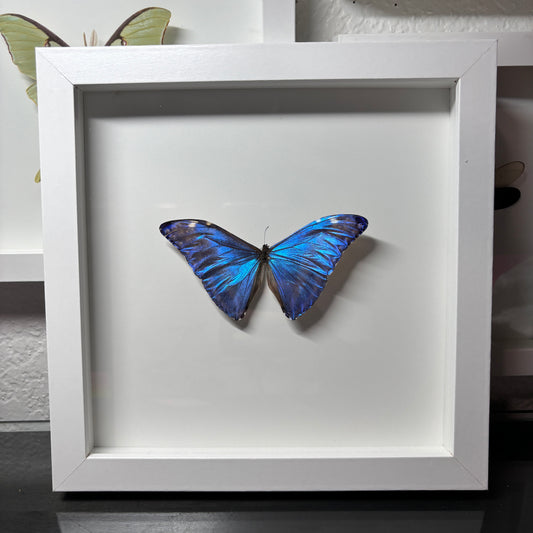 Real Framed Morpho Butterfly
