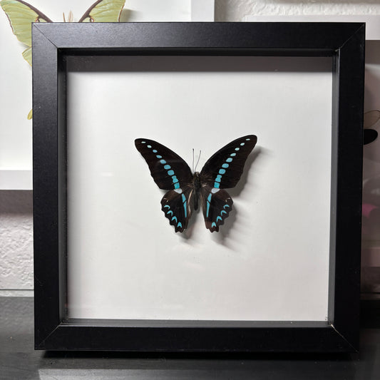 Real Framed Butterfly