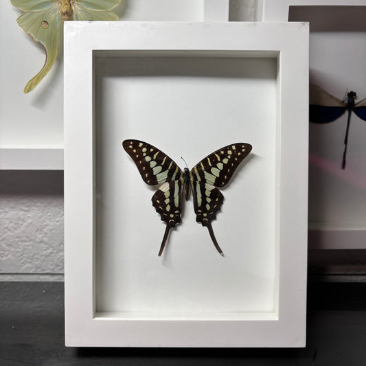 Real Framed Swordtail Butterfly