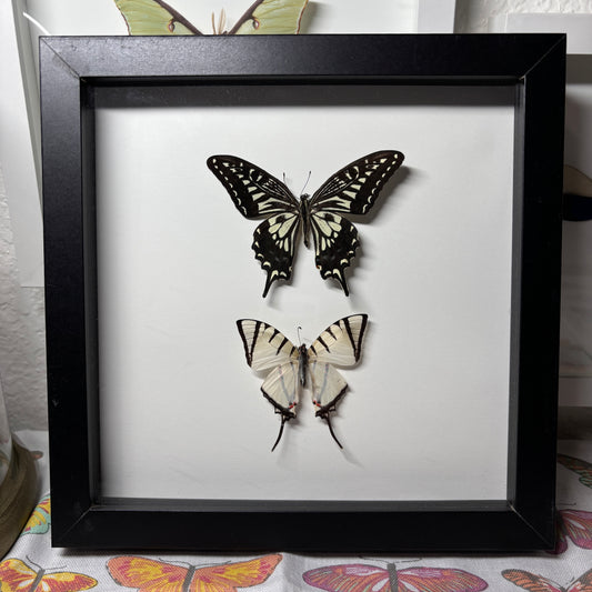 Real Double Framed Butterfly