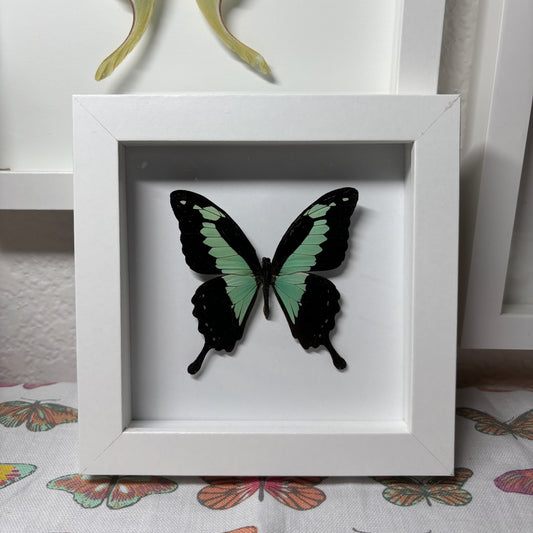 Real Framed Butterfly