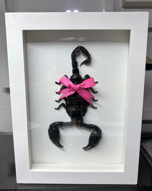 Real Framed Scorpion