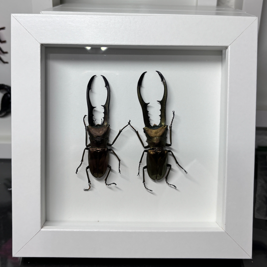 Real Framed Beetles