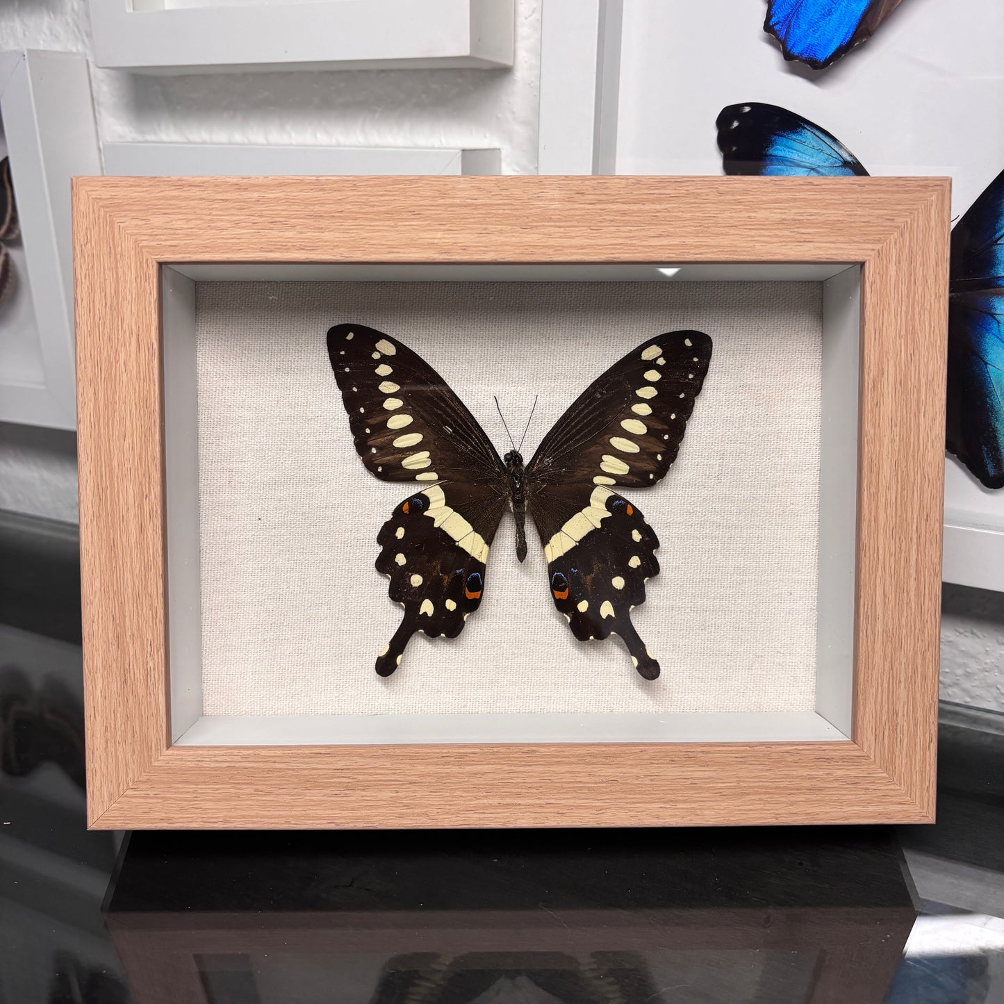 Real Framed Papilio Loremieri Butterfly