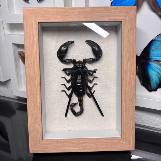 Real Framed Emperor Scorpion
