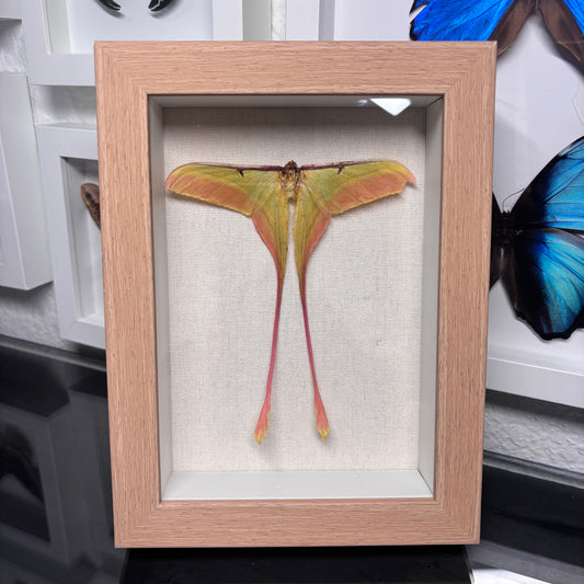 Real Framed Moon Moth