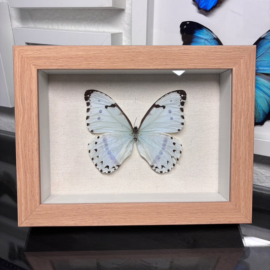 Real Framed Morpho Catenarius Butterfly