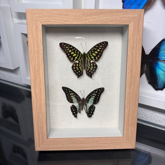 Real Double Framed Butterflies
