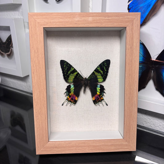 Real Framed Sunset Moth
