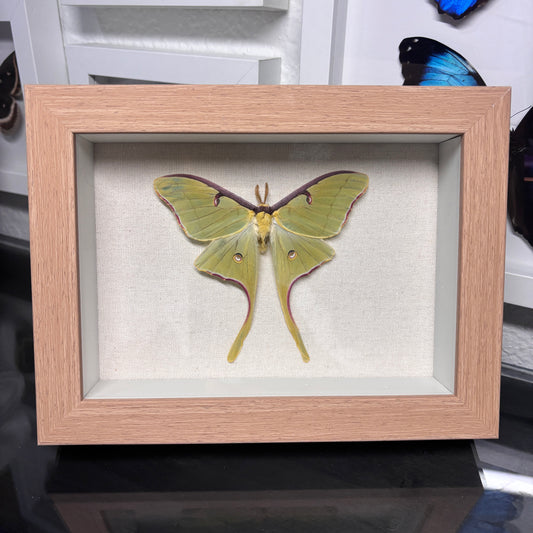 Real Framed Luna Moth