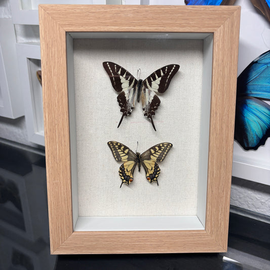 Real Double Butterfly Frame