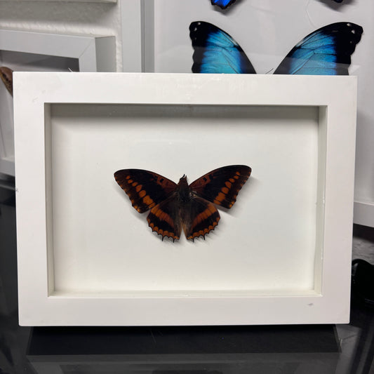 Real Framed Charaxes Butterfly