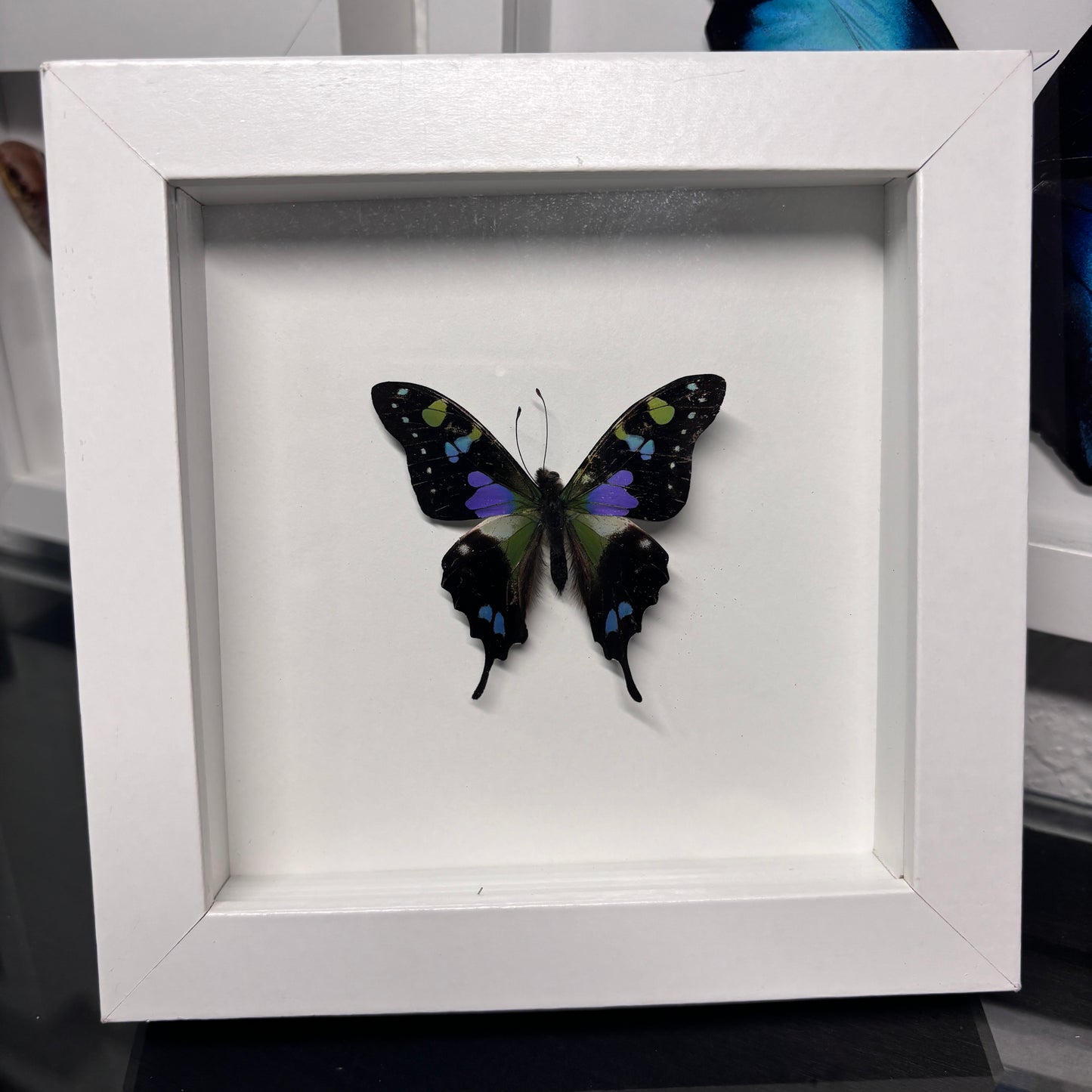 Real Framed Graphium Weiskei Butterfly
