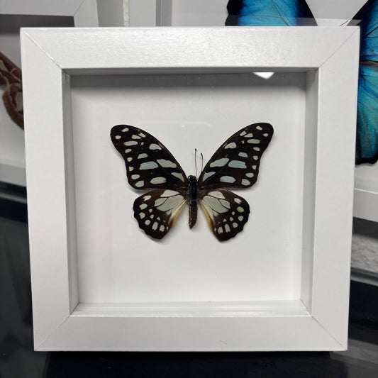 Real Framed Brush Footed Butterfly
