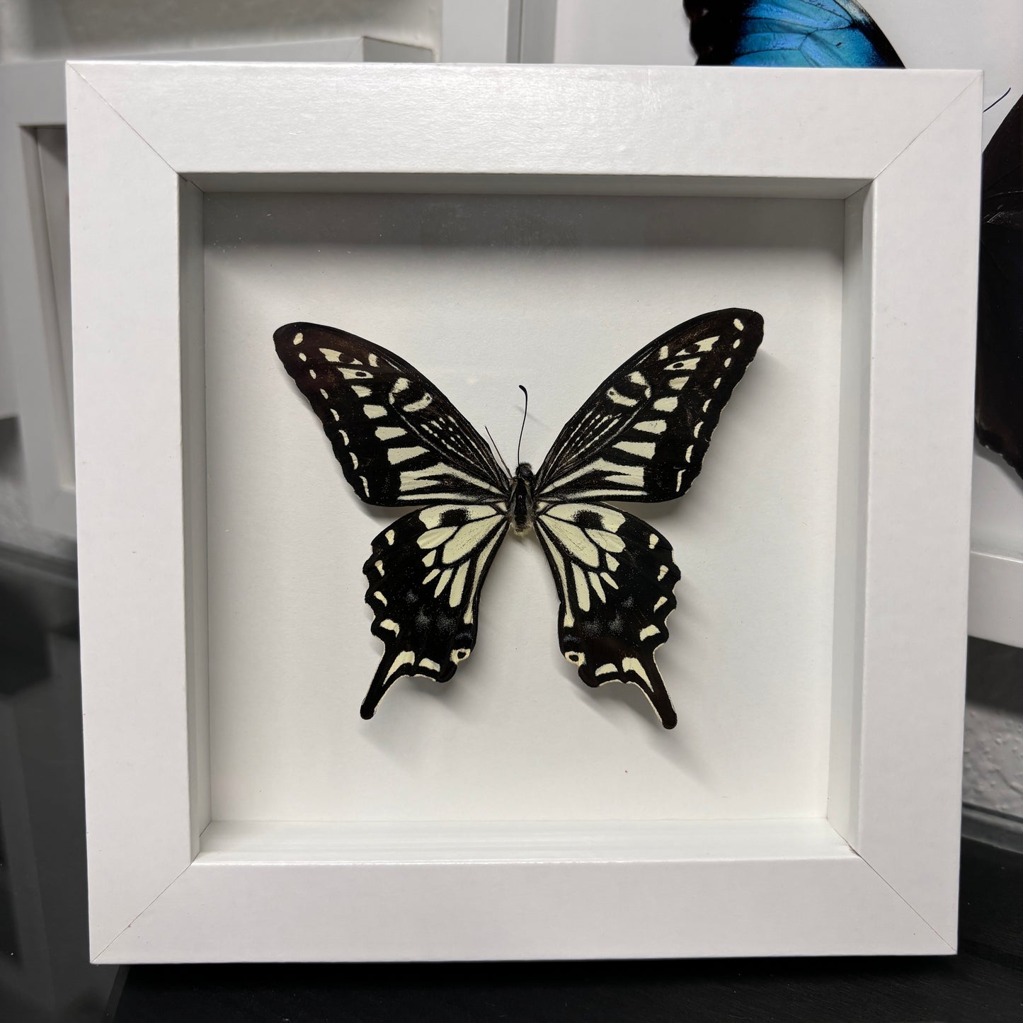 Real Framed Papilio Xuthus Butterfly