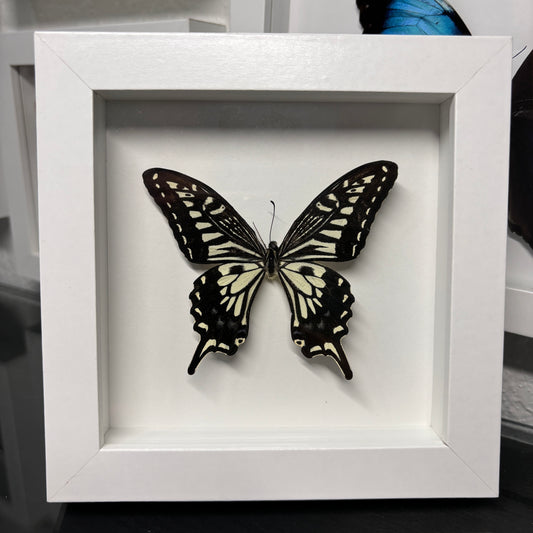 Real Framed Papilio Xuthus Butterfly
