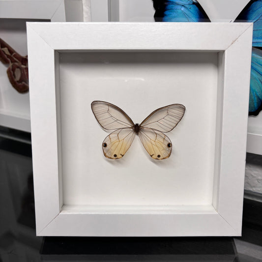 Real Framed Glasswing Butterfly
