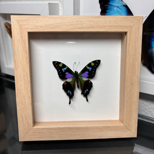 Real Framed Graphium Weiskei Butterfly