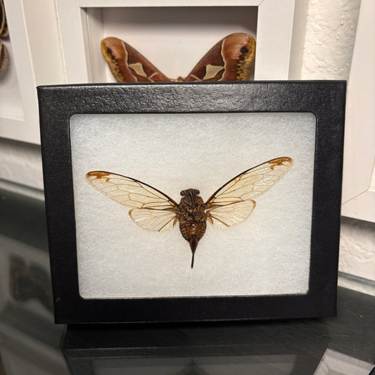 Real Framed Cicada