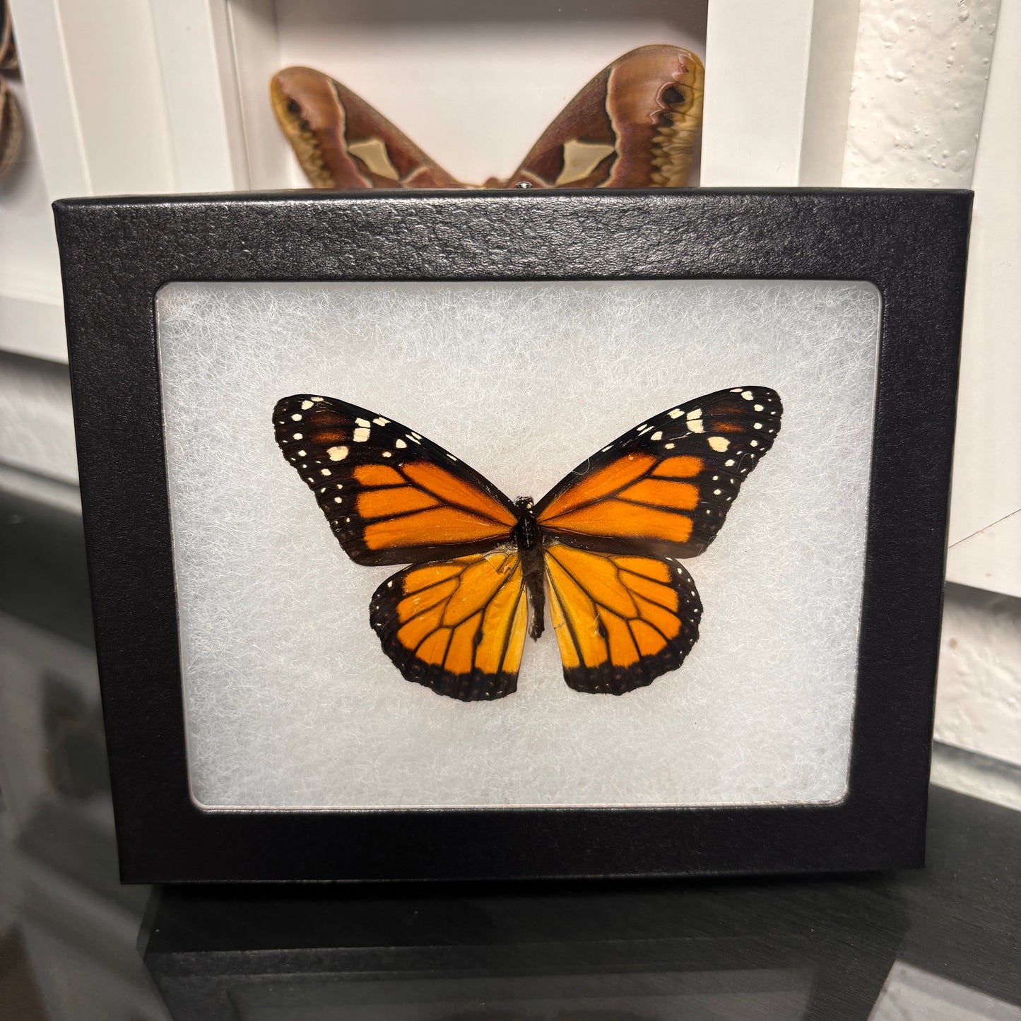 Real Framed Monarch Butterfly