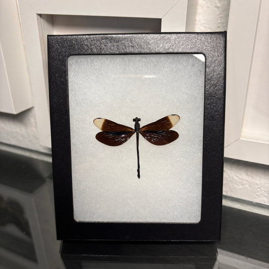 Real Framed Dragonfly