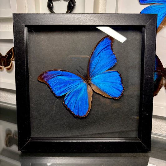 Real Framed Morpho Butterfly
