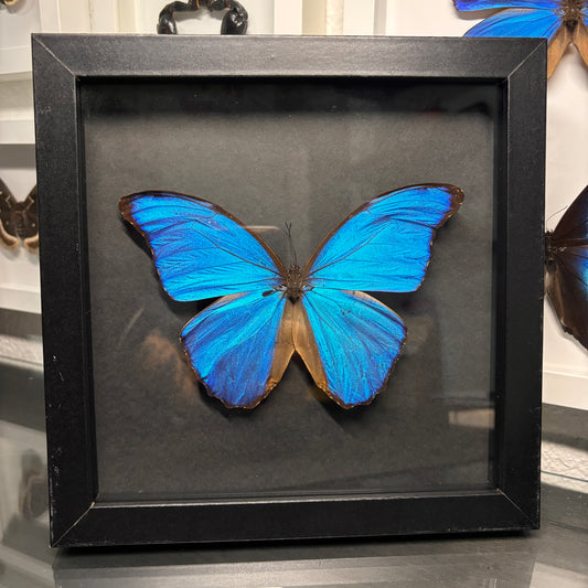 Real Framed Morpho Butterfly