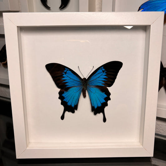 Real Framed Papilio Ulysses Butterfly