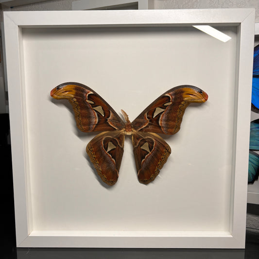 Real Framed Atlas Moth