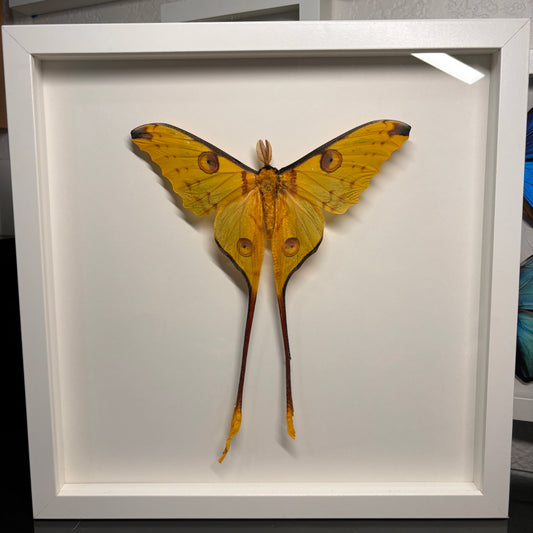 Real Framed Comet Moth