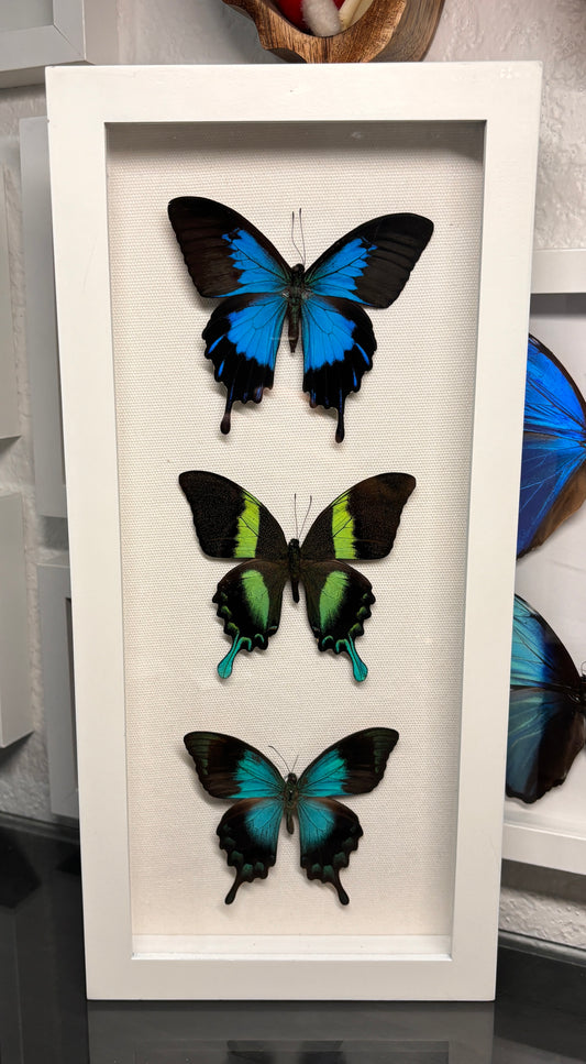 Real Framed Swallowtail Butterflies
