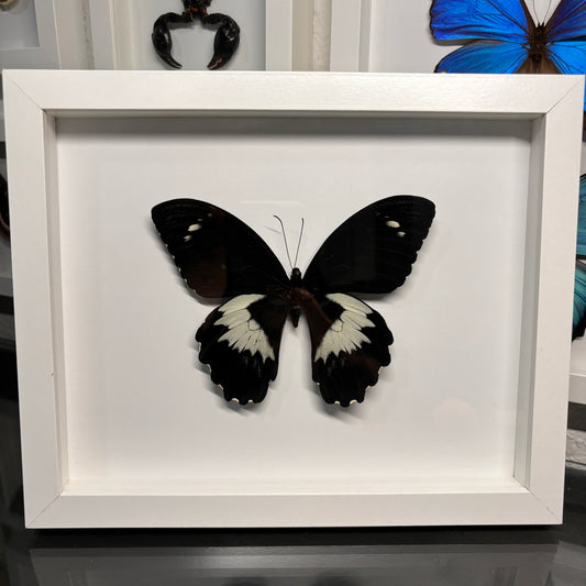 Real Framed Papilio Gambrisius Butterfly