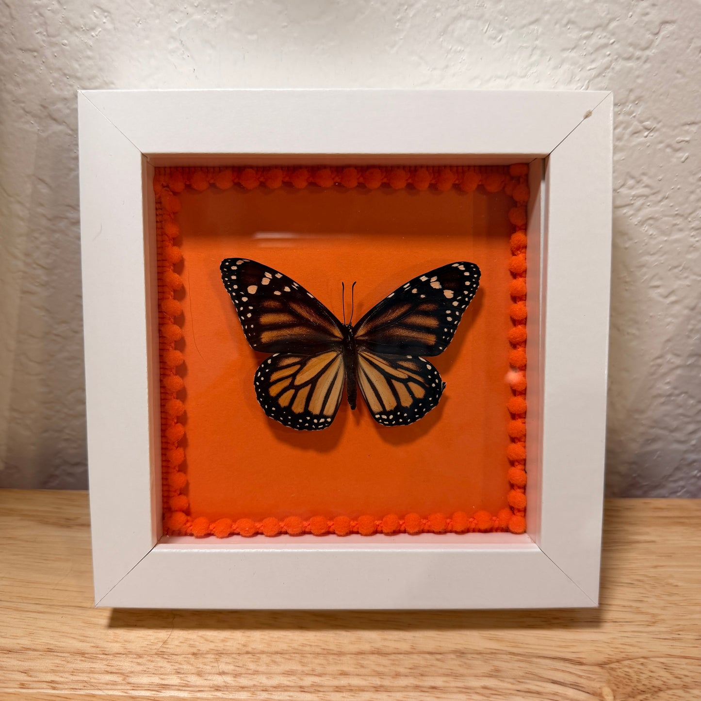 Monarch Butterfly – Framed Natural Specimen – 5x5 Shadow Box