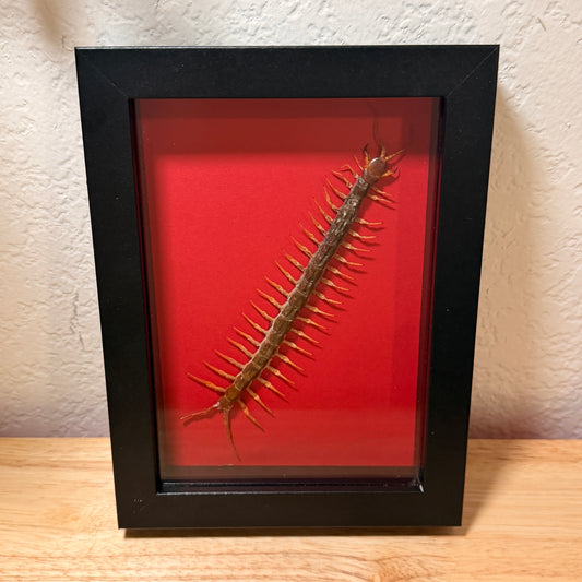 Centipede - Framed Natural Specimen- 5x7 Shadow Box