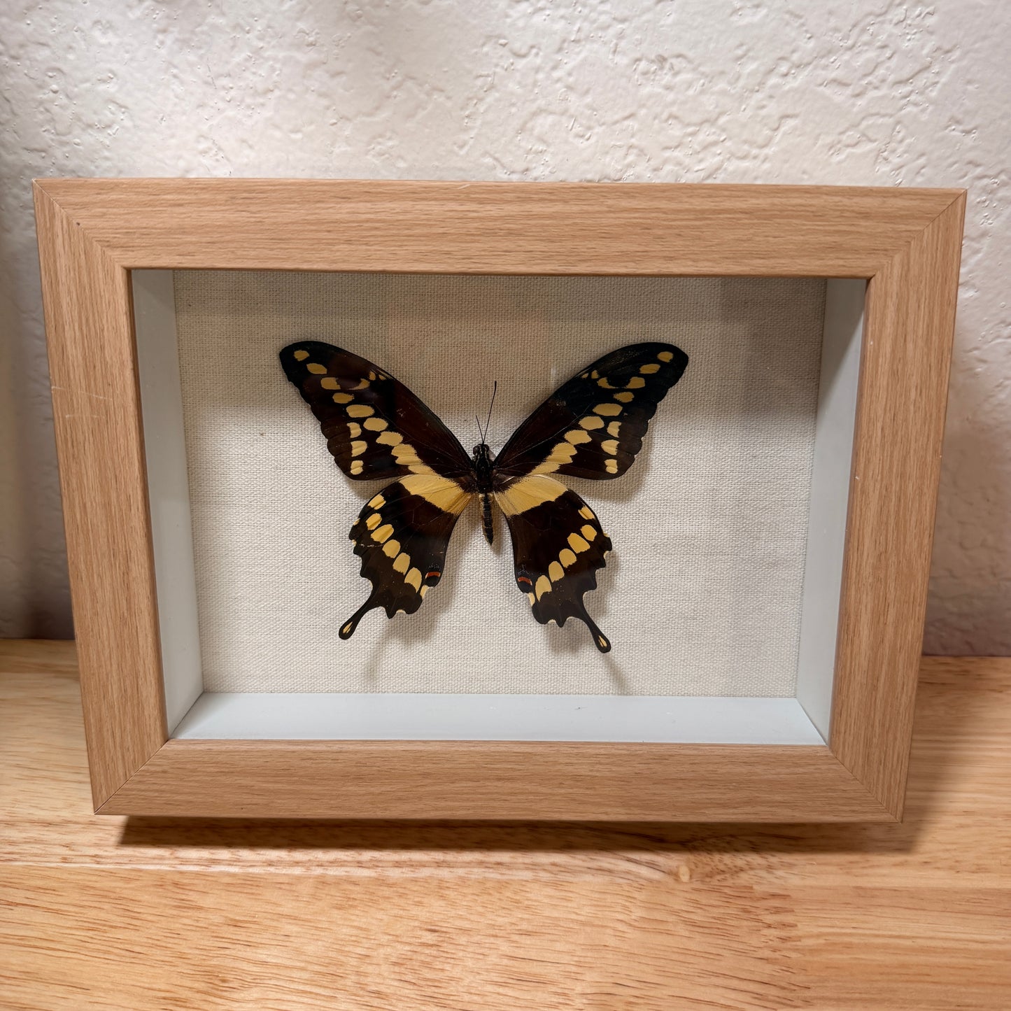 Papilio cresphontes Butterfly – Framed Natural Specimen – 5x7 Shadow Box